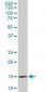 RPL36A Antibody (monoclonal) (M01)